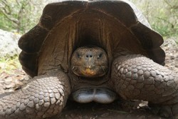 GALAPÁGY